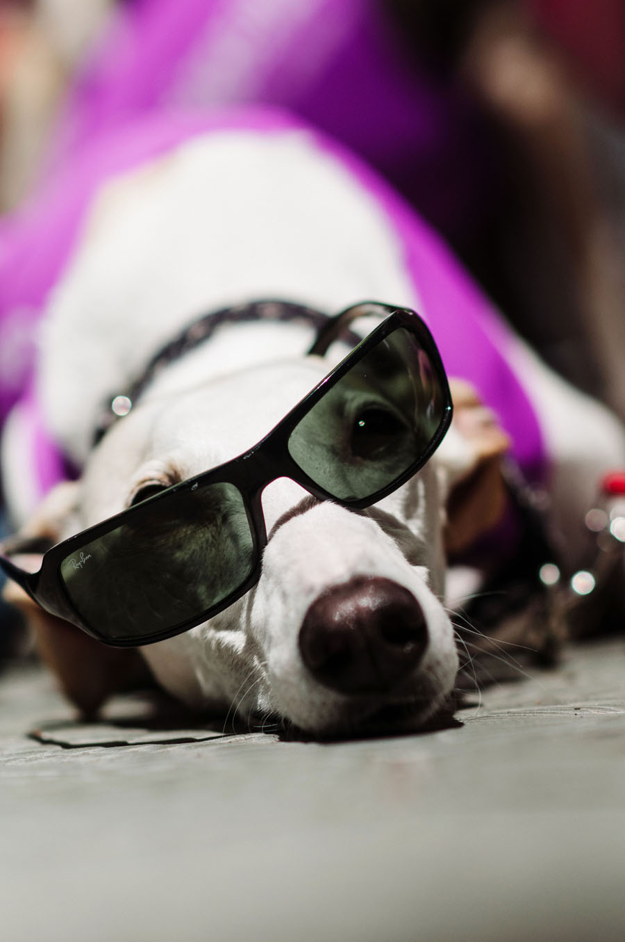 Galgo dog with sunglasses at SOS Golgos event in Barcelona